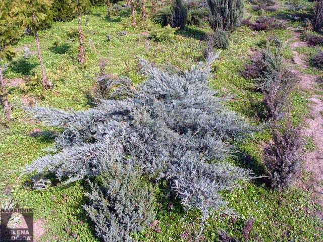  Polegla kleka Juniperus horizontalis 'Jade River' 
